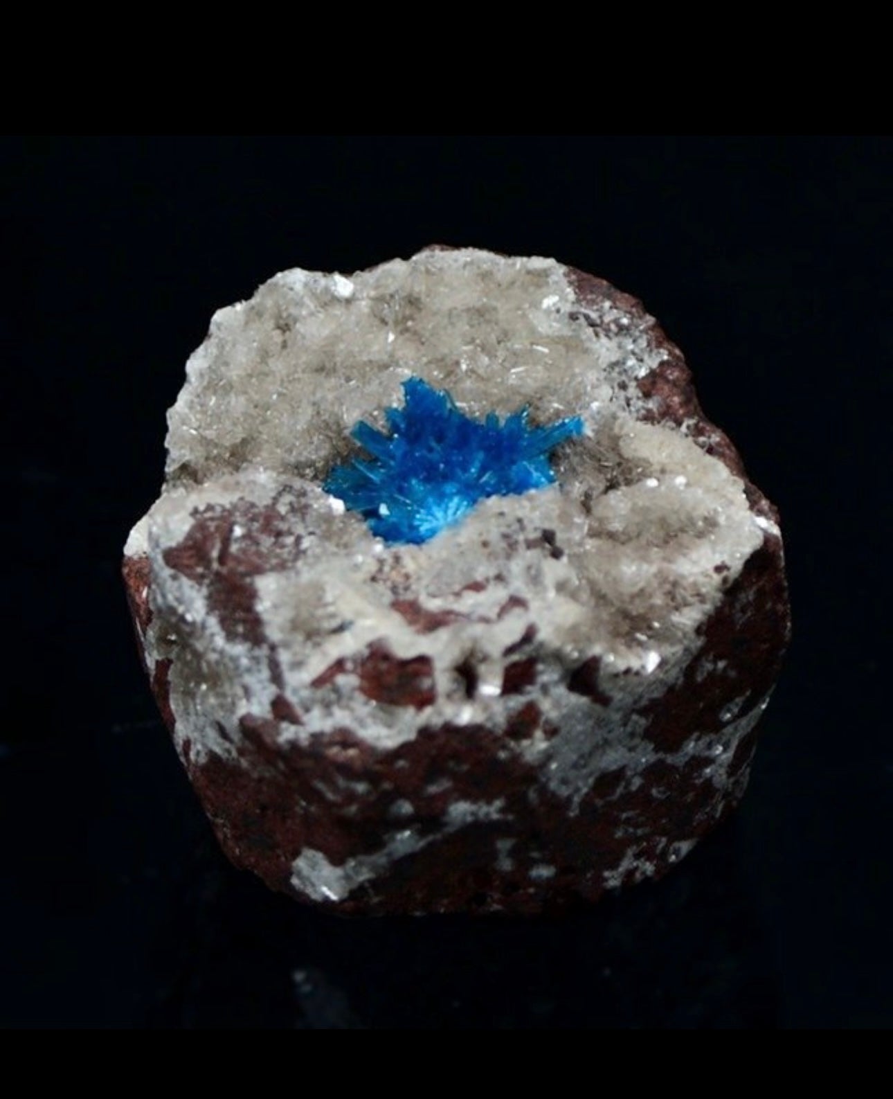 Esemplare di Pentagonite superba
