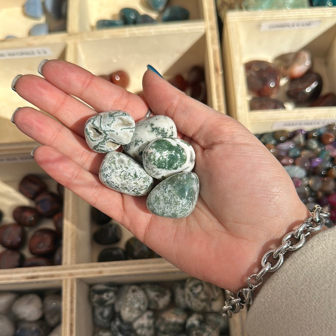 Agata Muschiata burattata