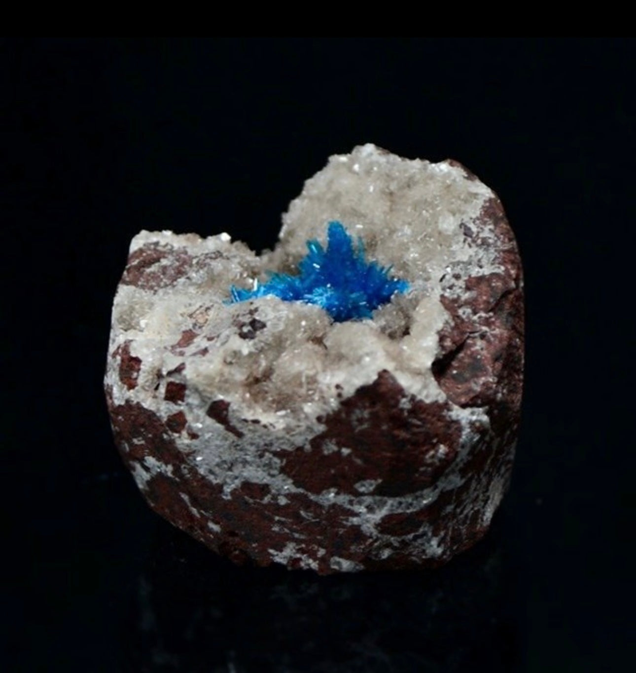 Esemplare di Pentagonite superba