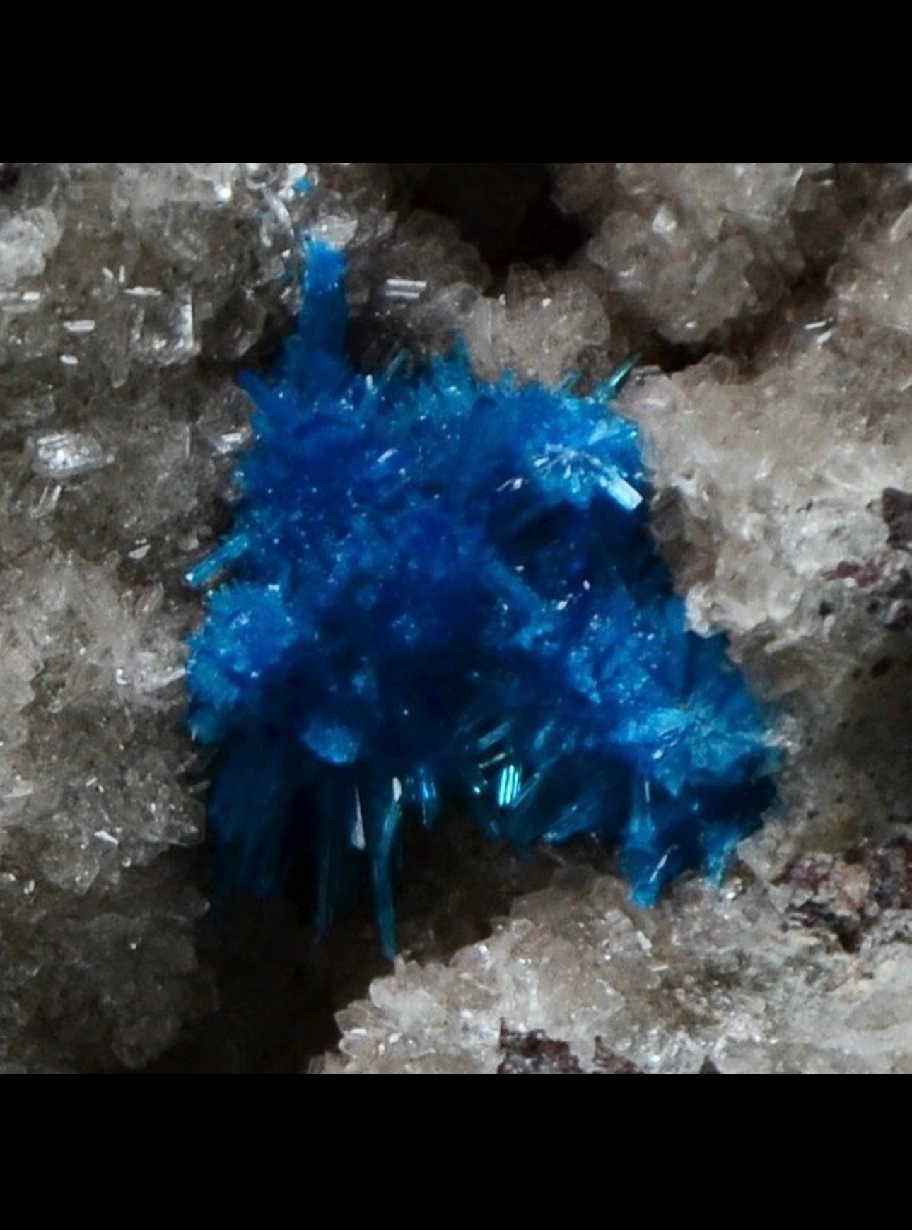 Esemplare di Pentagonite superba