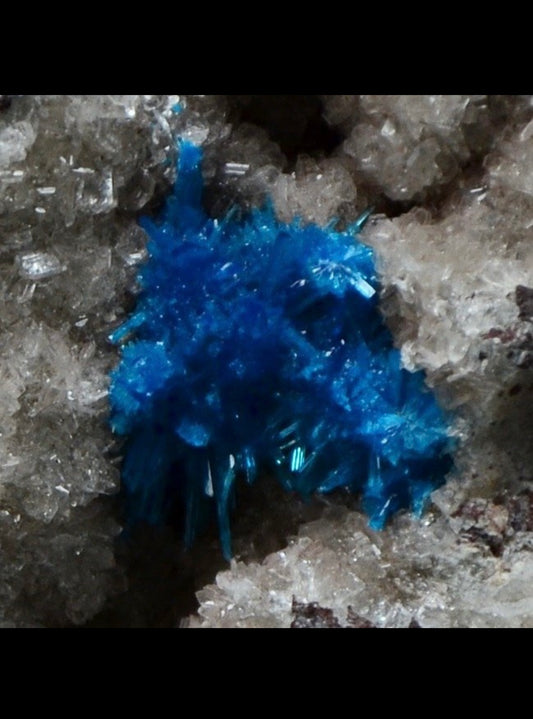 Esemplare di Pentagonite superba
