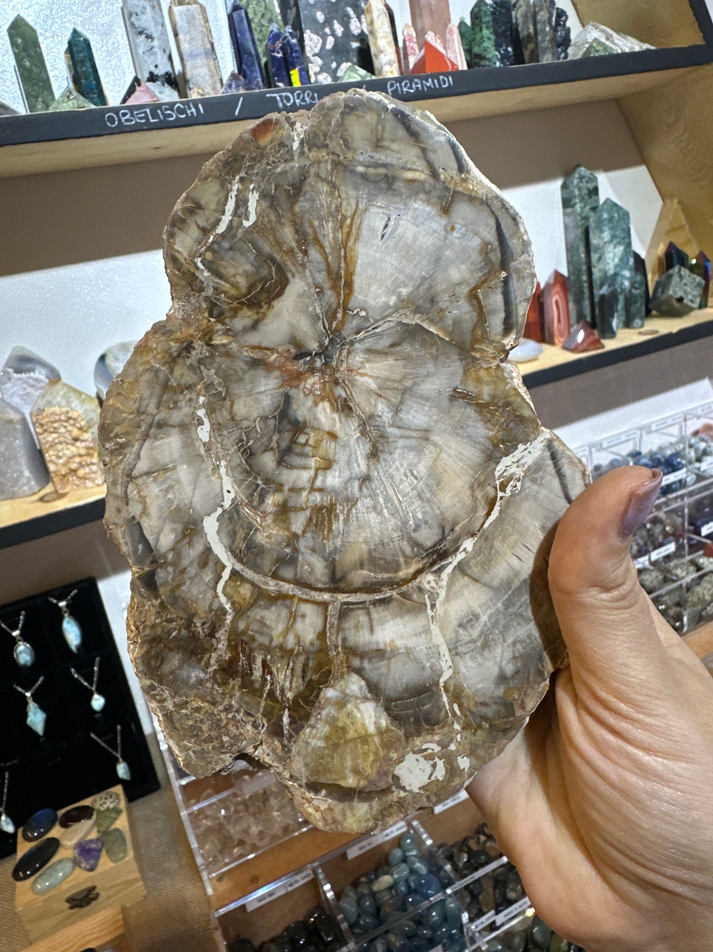 Lastra di Legno fossile